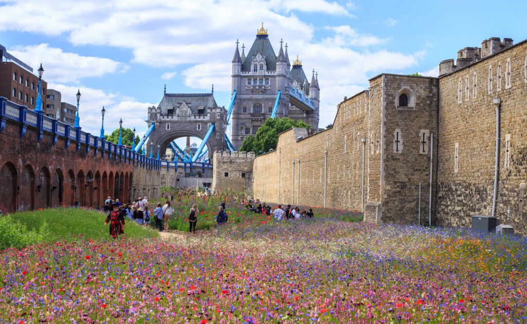 The Tower of London Moat filled with millions of wild flower seeds to encourage wildlife, with the iconic Tower Bridge in the background.
