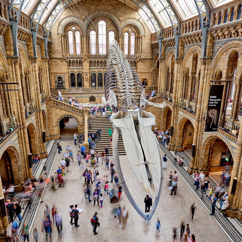 Inside of Natural History Museum